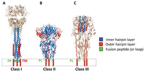 Viruses | Special Issue : Viral Glycoprotein Structure