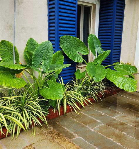 KYRIAD PRESTIGE CALANGUTE GOA BY OTHPL - Hotel Reviews, Photos, Rate ...
