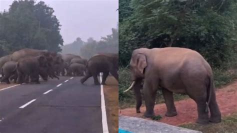 Elephant sightings in Dhenkanal and Bhubaneswar spark alarm