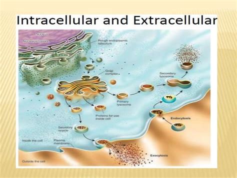 Image result for Protein Separation Process