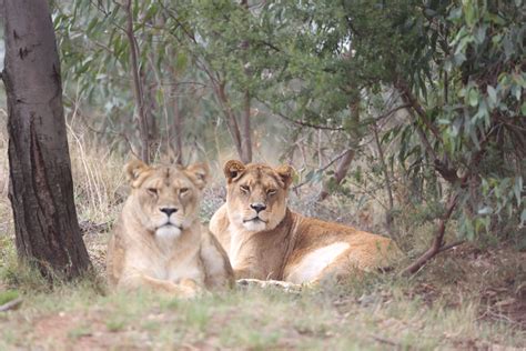 Love is in the Air - FOUR PAWS International - Animal Welfare Organisation