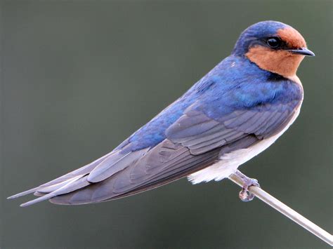 Welcome Swallow - eBird