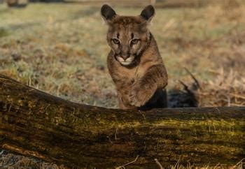Gallery TIERART - FOUR PAWS International - Animal Welfare Organisation