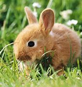 Image result for Funny Animal Pictures Rabbit