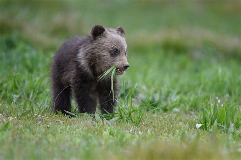Baby Grizzly Bear Cubs