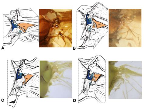 Comparative Morphology of the Wing Base Structure Illuminates Higher ...