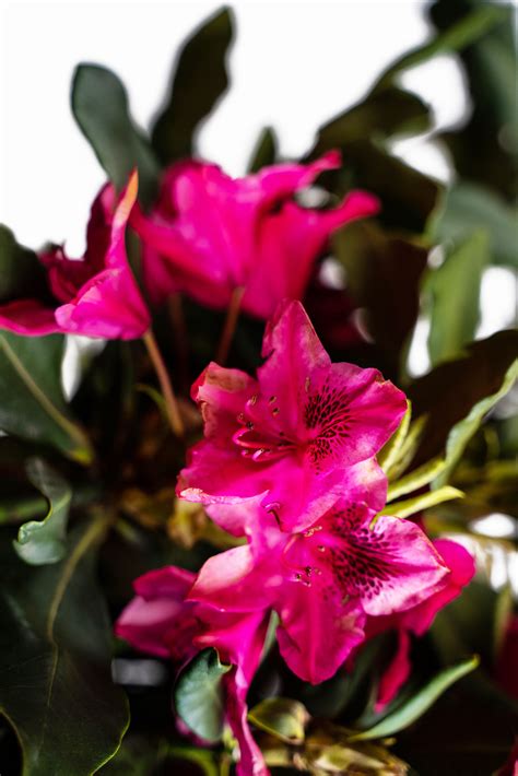 Nova Zembla Rhododendron For Sale | The Tree Center