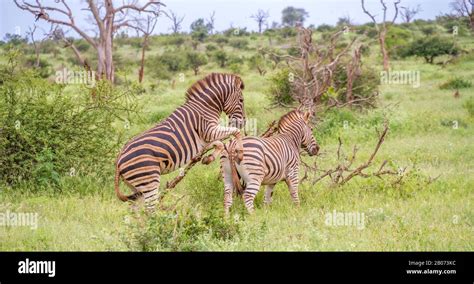 Image result for Zebra Breeding Clips