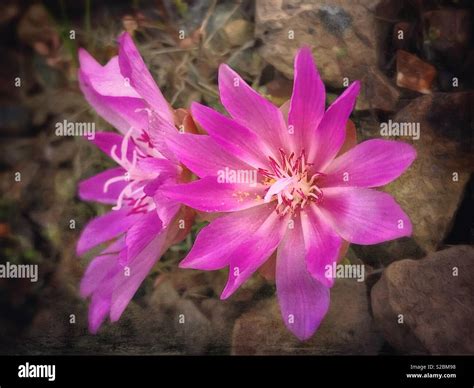 Montana State Flower High Resolution Stock Photography and Images - Alamy