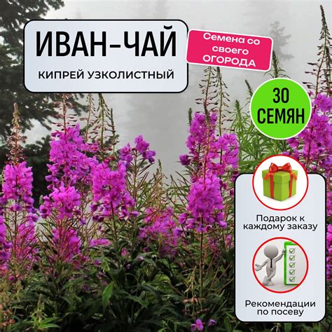 Семена Иван Чая купить на OZON по низкой цене