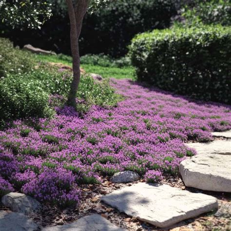 15 Best Ground Cover Plants for Full Sun (Low Maintenance & Drought ...
