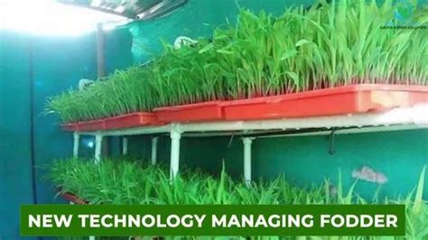 Hydroponic Fodder Machine - Automated Hydroponic Green Fodder Machine ...