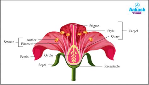 The Flower: Androecium, Gynoecium and Classification of Flowers ...