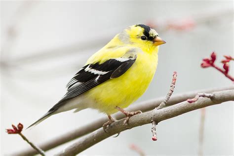 Iowa's state bird, the eastern goldfinch, by Paul Hiscocks. | Bird ...