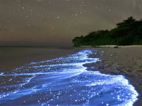 Bioluminescent Beach : glowing beach of Maldives