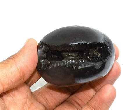 Buy Devama The Divine™ Original Vasudeva Shaligram Vasudev Shaligrama ...