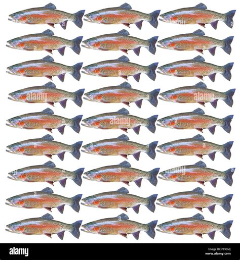 Image result for Pattern Fish Book