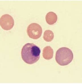 Image result for How Cling Form Lab