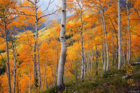 Colorado Fall Colors | Mountain Photography by Jack Brauer