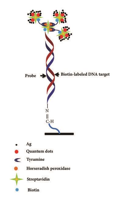 Microarray Data Visualization 的图像结果
