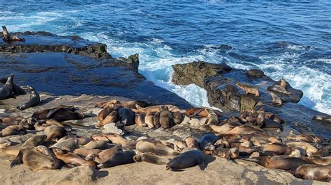 La Jolla Sea Lions