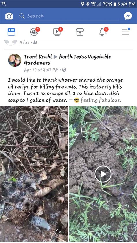 Killing Fire Ants With Dawn Dish Soap - House for Rent