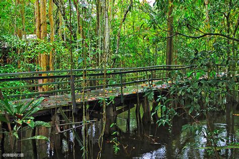 鳄鱼脚下游，猴子来敲门，入住巴西亚马逊雨林是度假？还是冒险？_丛林