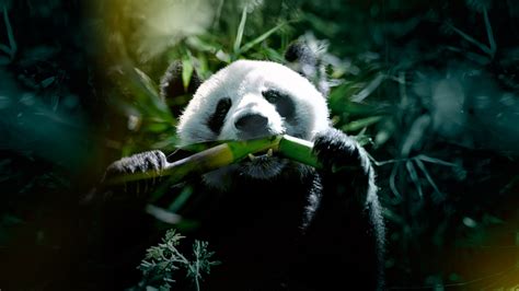 The Hidden Kingdoms of China on Disney+ South Africa | English ...