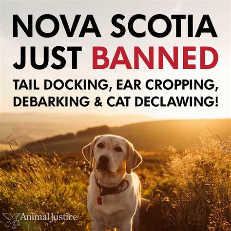 Is Debarking A Dog Cruel