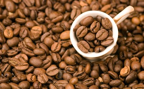 精品咖啡 巴西咖啡豆 最新介绍及详情 中国咖啡网