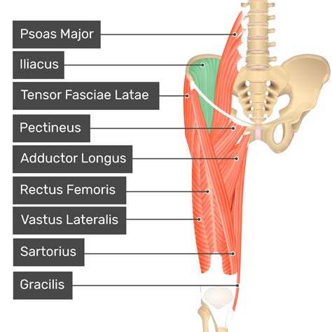 Muscles Of The Anterior Right Hip And Thigh