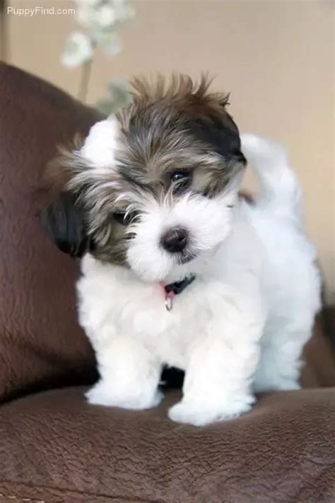 Havanese puppies for sale – Artofit