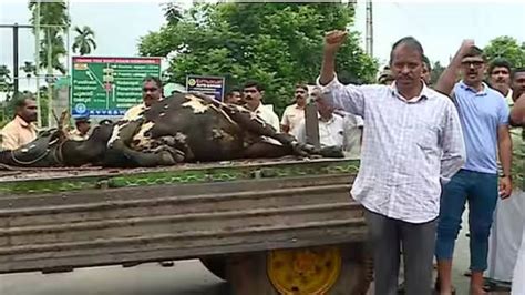 Tiger 'Tholpetty 17' kills another cow in Kenichira; Locals block road ...