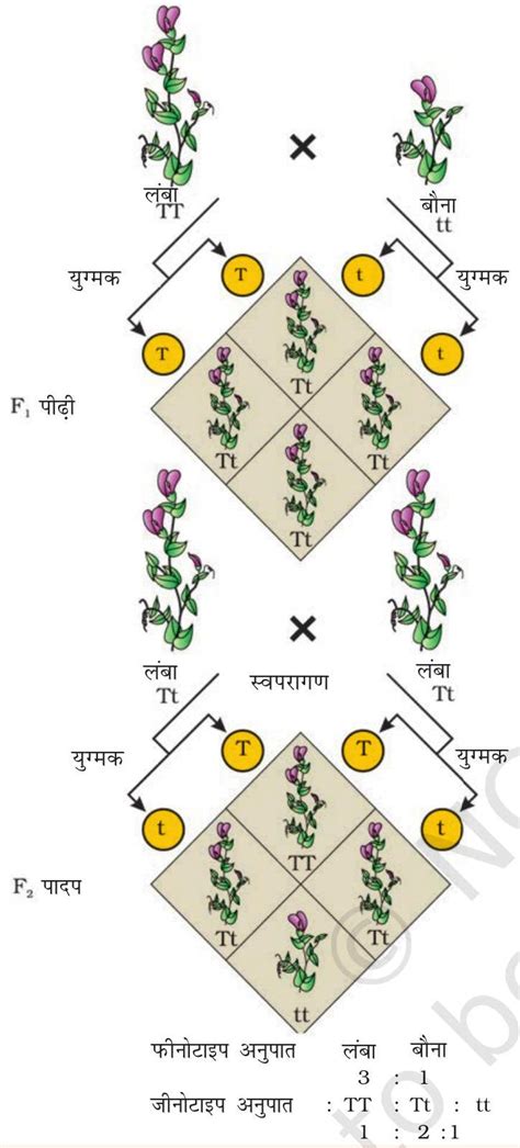 SATHEE: Principles Of Inheritance And Variation