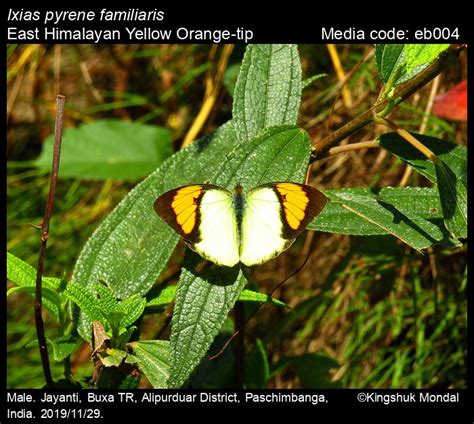 Ixias pyrene | Butterfly