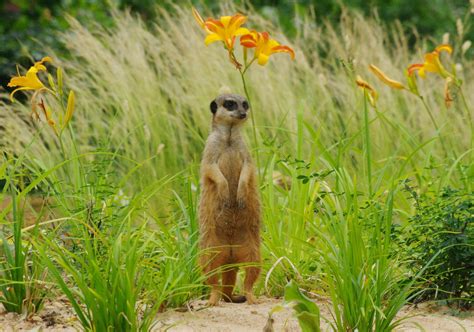 ZooLex Image - Meerkat