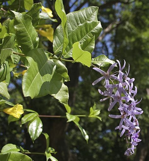 Spiritual power of healing : spiritual meaning of flower