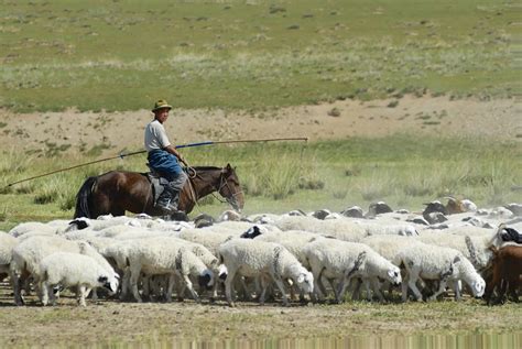 31 Facts About Sheep - Facts.net