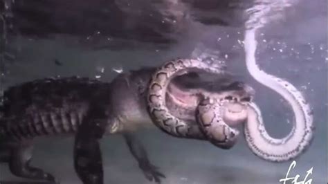 Image result for Alligator vs Python Nat Geo Wild