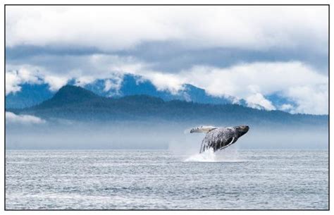 Wild Alaska Charters (Gustavus) - All You Need to Know BEFORE You Go