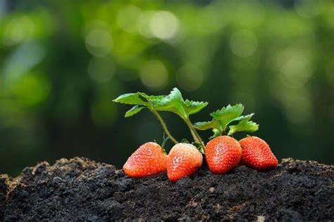 草莓如何提高移栽成活率，提高开花坐果率，优质高产？_广而告之_191农资人 - 农技社区服务平台
