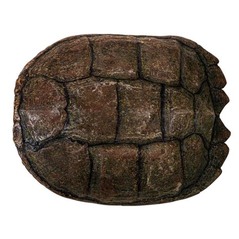 Image result for Snapping Turtle Shell Small Plastic