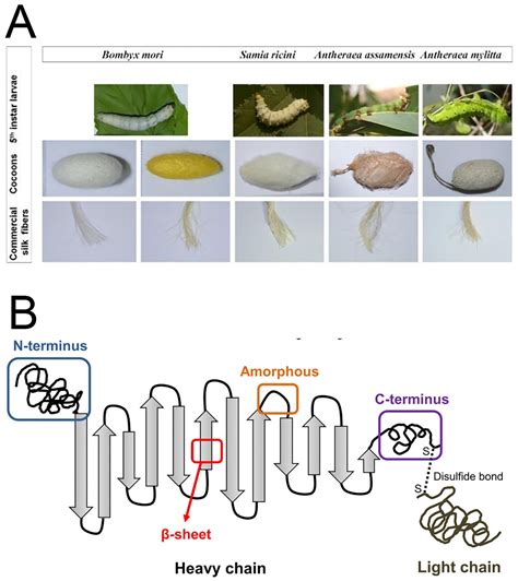 Silk Fibroin-Based Biomaterials for Tissue Engineering Applications