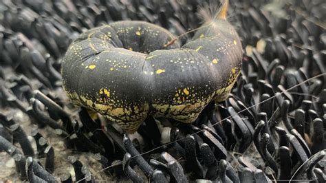 Image result for Alien Caterpillar Creature