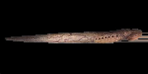 Image result for Full-Stack LLM Development