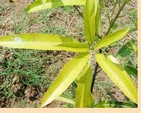 Horticulture :: Deficiencies and Disorders-Mango-Nitrogen