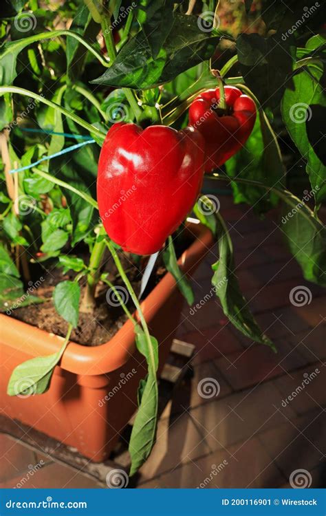 Red Sweet Pepper, Bell Pepper at the Plant in a Pot on Terrace Stock ...