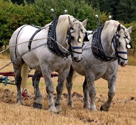 White Draft Horse Breeds