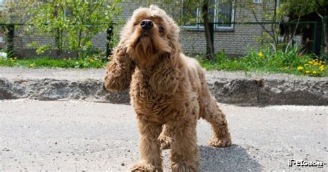 Cockapoo Dogs Adult Sizes 的图像结果