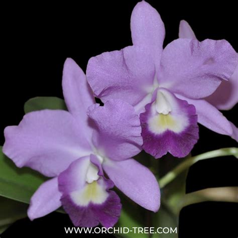 Buy Cattleya Orchids Online India | Cattleya Orchid | Orchid-tree ...